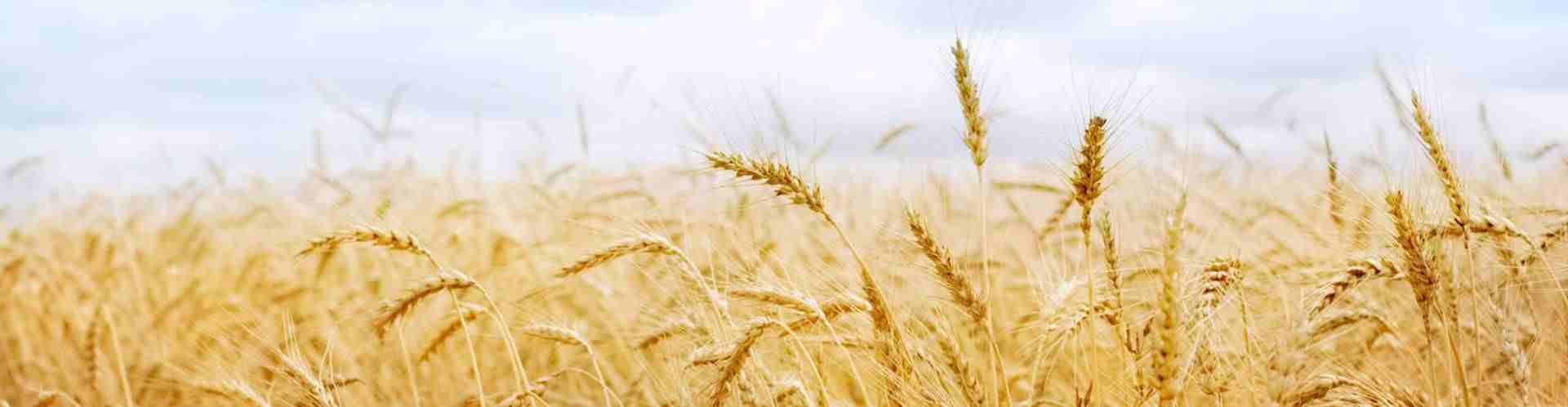 高新技术企业领航者