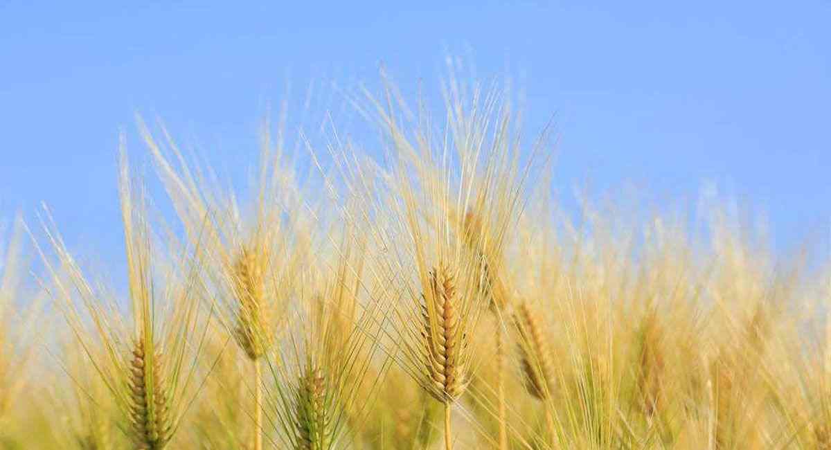 眉山软件定制专家