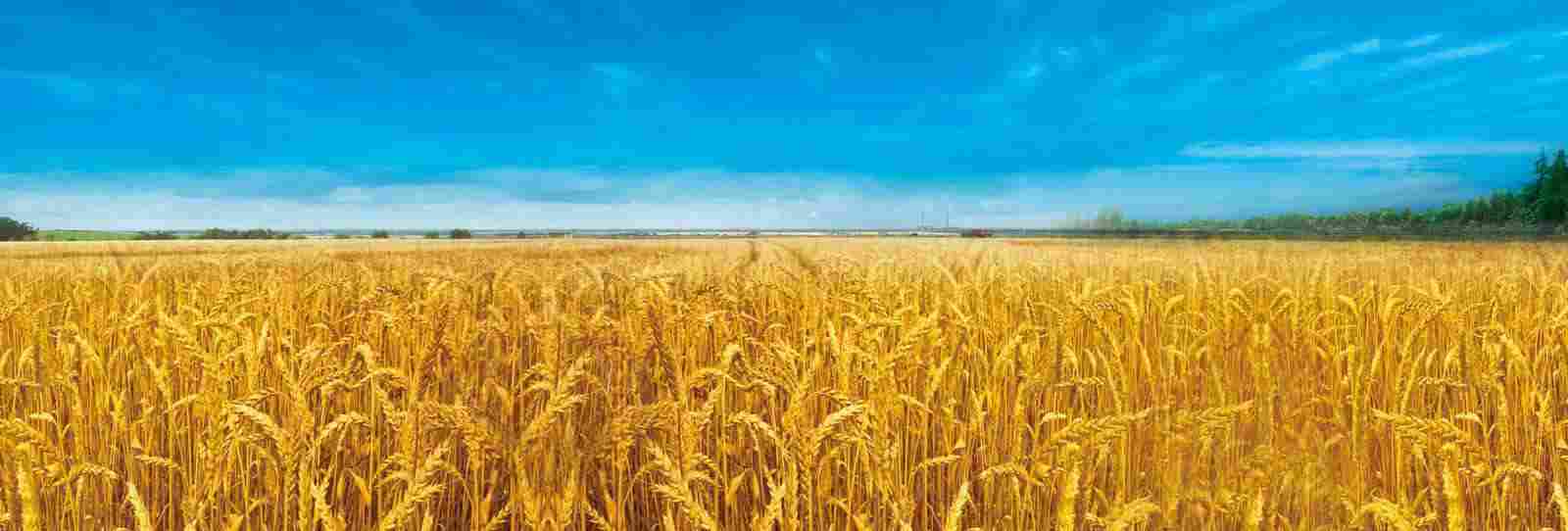 高新技术企业典范